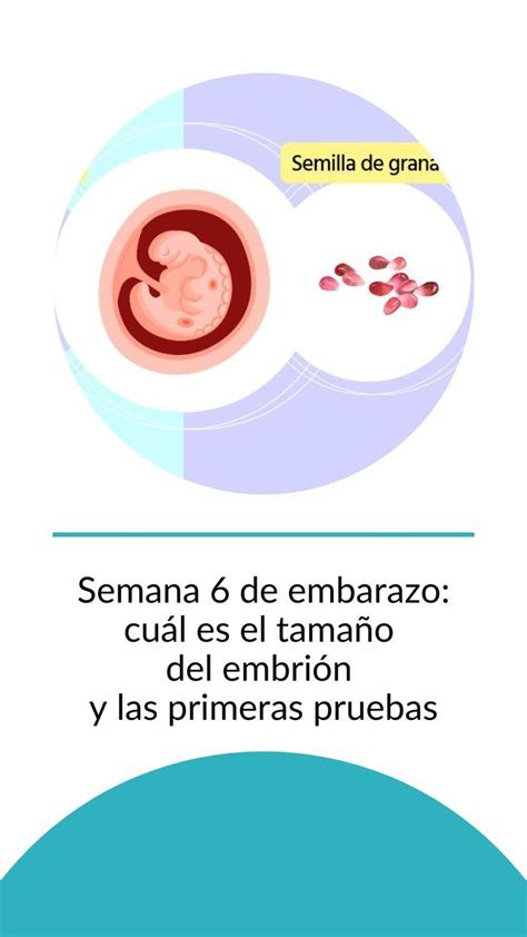 Semana De Embarazo Cu L Es El Tama O Del Embri N Y Las Primeras Pruebas