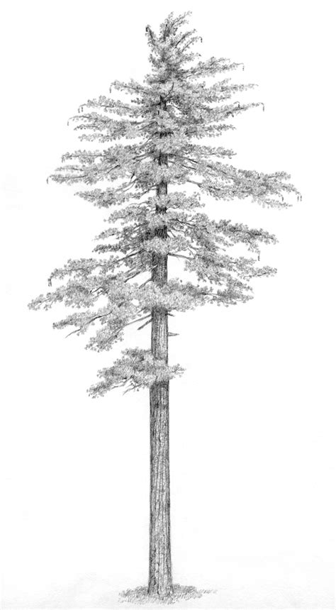 White Pine Drawing