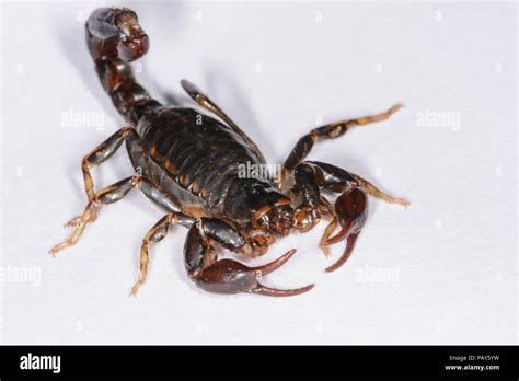 Wood Scorpion Hi Res Stock Photography And Images Alamy