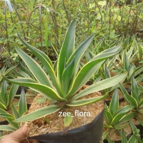 Jual Pohon Agave Hijau Siklok Strip Kuning Kab Bogor Zee Flora