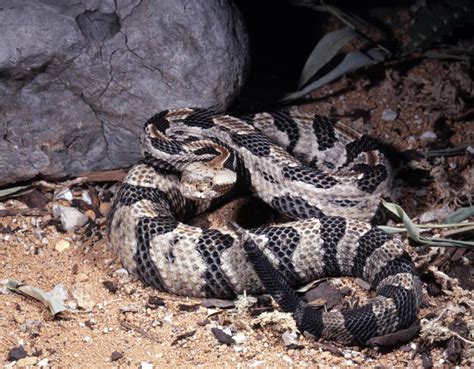 Discover Timber Rattlesnake Bite - Animals Around The Globe