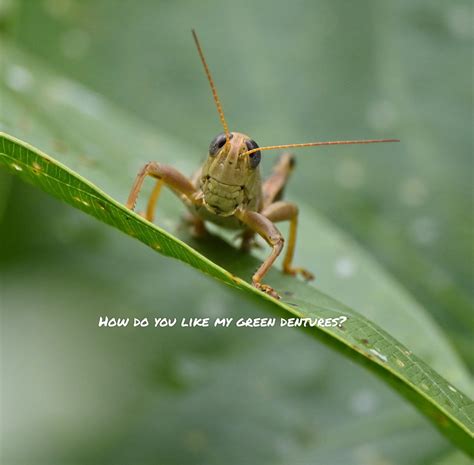 Smiling Grasshopper R Wildlifephotography