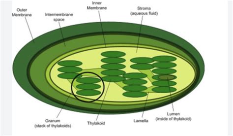 Brown Algae Practical Flashcards Quizlet