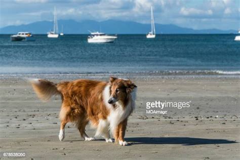 210 Dog Island New Zealand Stock Photos, High-Res Pictures, and Images ...