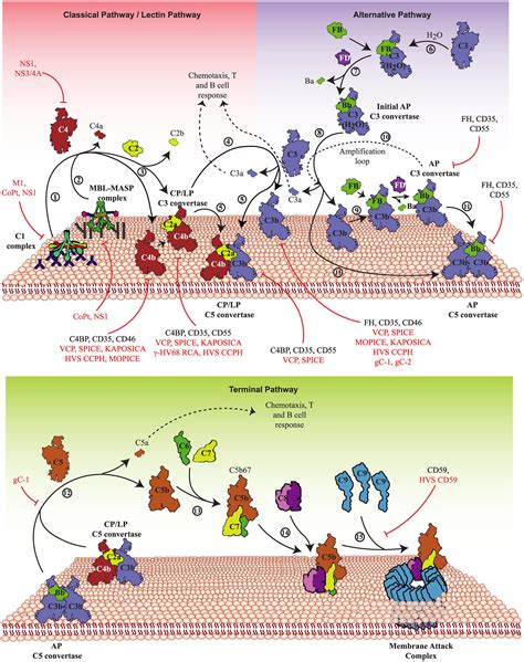 Frontiers Complement Evasion Strategies Of Viruses An Overview