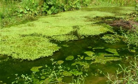 Как сделать воду в пруду прозрачной: как добиться, чтобы вода в дачном ...