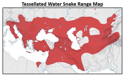 13 Common Snakes In Iraq 2025 Bird Watching Hq