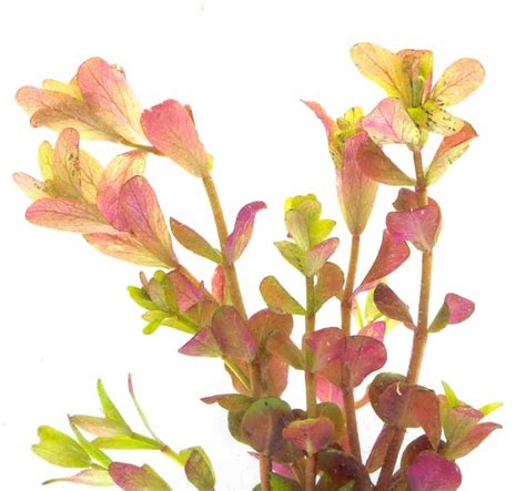Ротала Оранж Джус (Rotala Rotundifolia «Orange Juice»)