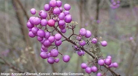 32 Shrubs And Trees With Purple Berries Identification Guide