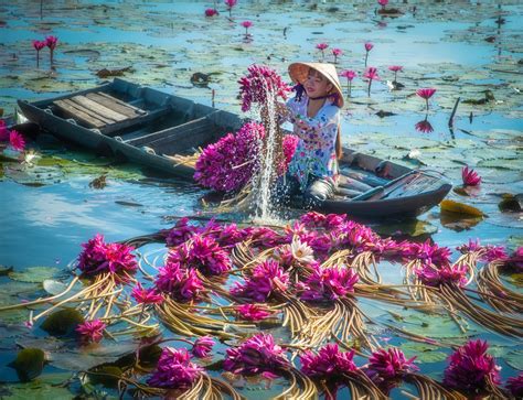 Breathtaking Photos of Farmers Harvesting Lilies from the Mekong Delta