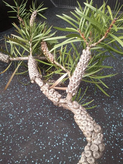 Growing in Hawaii. Please help me ID this. Thanks. : r/whatsthisplant