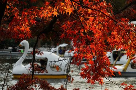 Autumn Leaves and Duck Boat of Inokashira Park Inokashira Park Stock Image - Image of evening ...