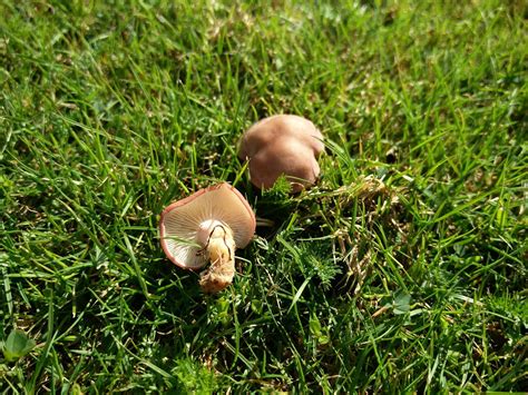 Misidentifying Fungi Portrait Of A Pink Mushroom Rugosomyces Carneus