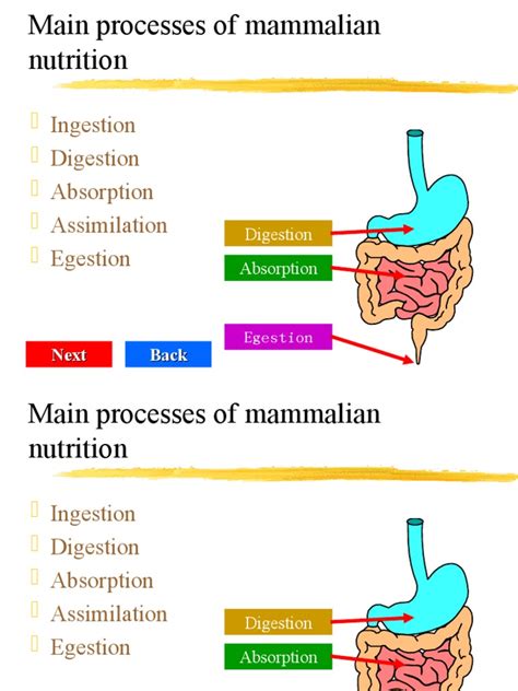 Ingestion Digestion Absorption Assimilation Egestion Next Back Pdf Digestion Human