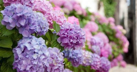 Great Companion Plants For Hydrangeas Herbvity