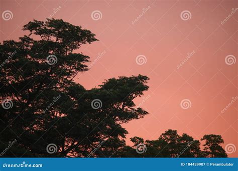 PINK SUNSET SKY and TREE stock image. Image of light - 104439907