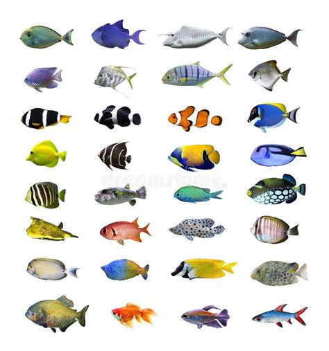 Tropical fish stock image. Image of bottom, design, fauna - 12223541