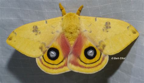 Luna Moth | backyardsfornature.org