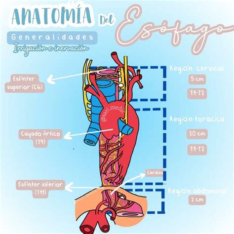 Anatomía del esófago Generalidades irrigación e inervación Dosis