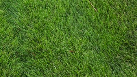 Why Zoysia Grass Is The Unheralded Star Of The Pga Championship