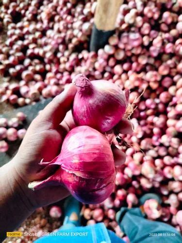 Maharashtra Kg Red Onion A Grade Onion Size Mm At Best Price