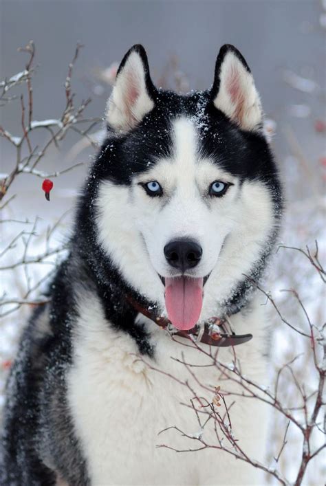 22 Healthiest Dog Breeds With Long Lifespans in 2020 | Husky breeds, Healthiest dog breeds, Cute ...