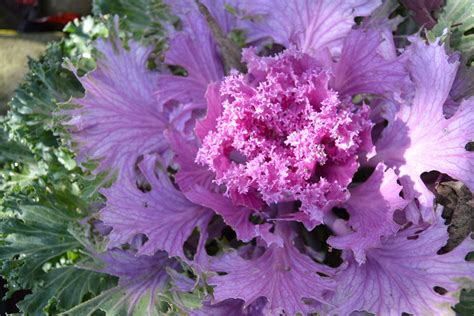 Ornamental Cabbage | Ornamental cabbage, Plants, Cabbage