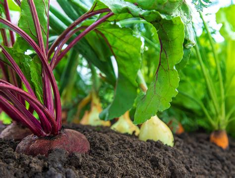 Should You Rotate Crops in Your Vegetable Garden - Backyard Boss