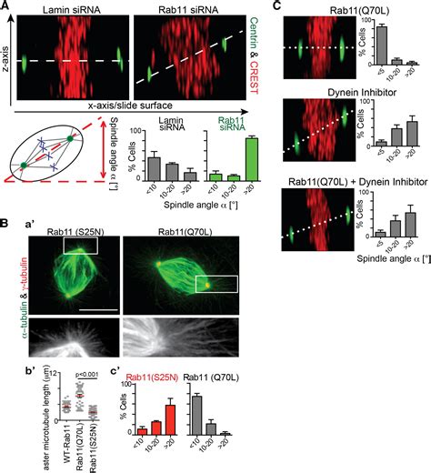 Rab Endosomes Contribute To Mitotic Spindle Organization And