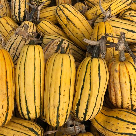 Winter Squash Zeppelin Delicata Deep Harvest Farm