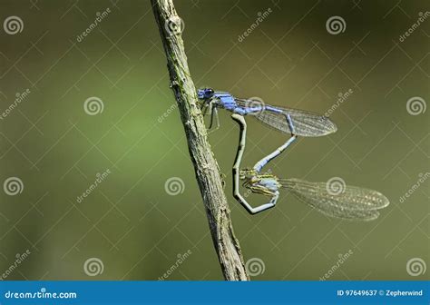 Dragonflies Mating Stock Image Image Of Summer Dran 97649637