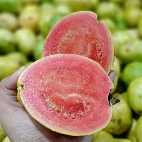 Jual Jambu Biji Merah Besar Kg Reguler Kargo Shopee Indonesia