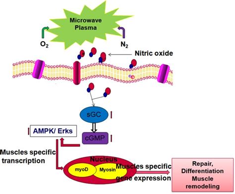 Influence Of Nitric Oxide Generated Through Microwave Plasma On L6