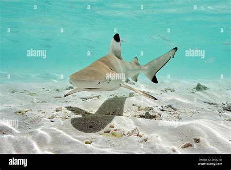 Reef Shark Swimming In Shallow Hi Res Stock Photography And Images Alamy