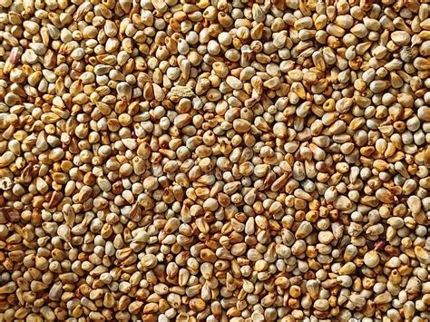 Foxtail Millet Grain Stock Image Stock Photo Image Of Groats Asia