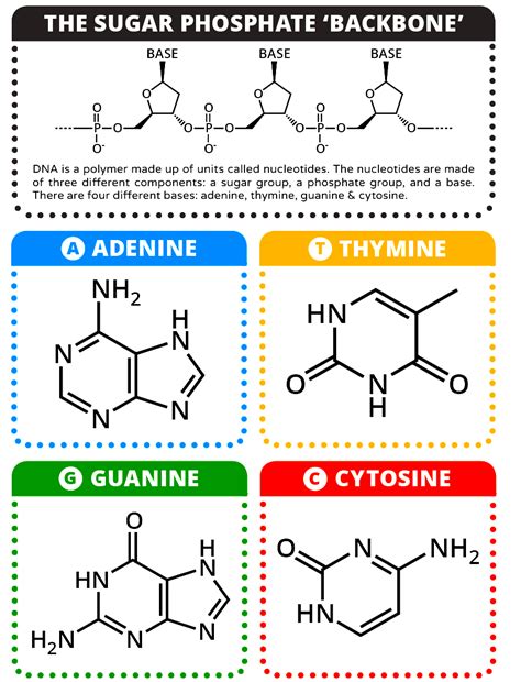 Molecular Structure Of Dna : DNA Structure and Replication - Burning ...