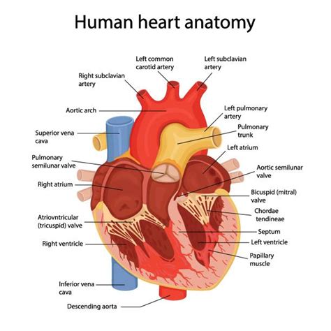 110+ Heart Anatomy Labeled Stock Photos, Pictures & Royalty-Free Images ...