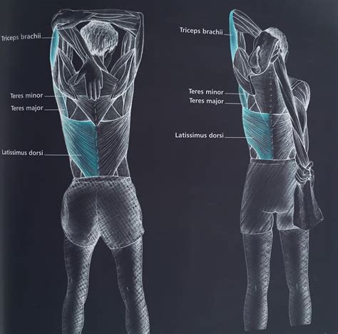 Teres Major Stretch - Nehru Memorial