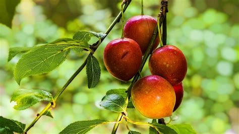 Este fertilizante casero de potasio hará que tus árboles frutales