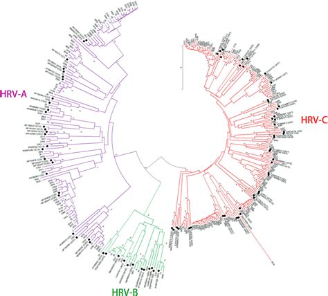 Phylogenetic Trees Of Vp Vp Gene Sequences Of Hrvs Phylogenetic