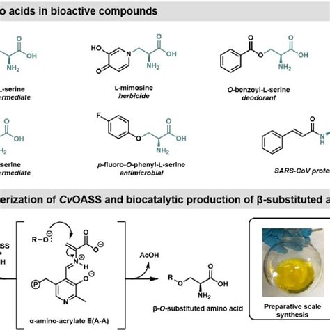 Substituted Amino Acids Found In Nature And Bioactive Compounds And