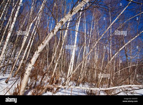 Bent Over Birch Tree Hi Res Stock Photography And Images Alamy