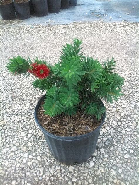 Callistemon viminalis 'Little John', Weeping Bottlebrush Dwarf | PlantVine