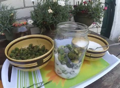 Мед из сосновых шишек: 5 рецептов с варкой и без варки