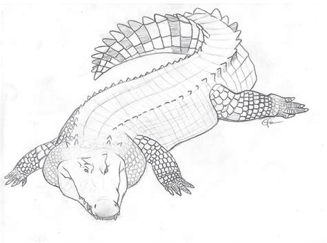 Crocodile Sketch at PaintingValley.com | Explore collection of ...