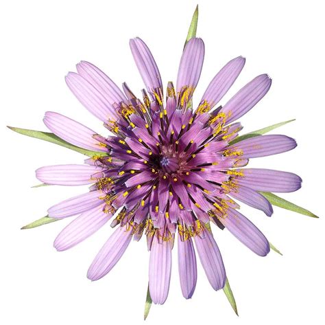 Salsify Flower Photograph By George Atsametakis Fine Art America