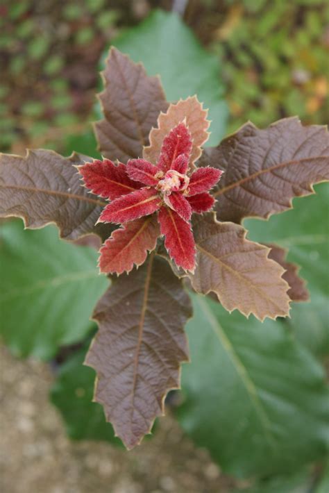 Quercus Crassifolia Pan Global Plants