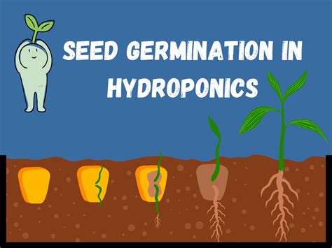 Seed Germination Time and Temperature Chart for Hydroponics