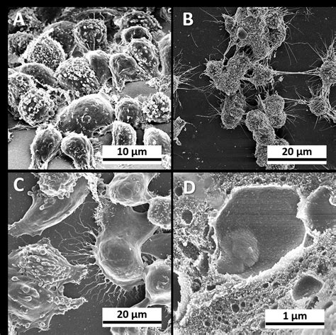 A B Miapaca Cells On Protein Membrane Sem Images C Hela Cells On