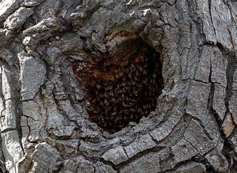 Bee Hive In Tree Trunk Mozelle Weems